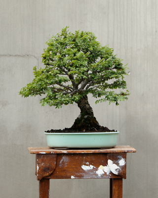 A Chinese elm bonsai in a shallow pot.